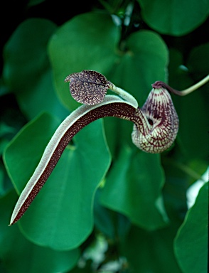 APII jpeg image of Aristolochia elegans  © contact APII