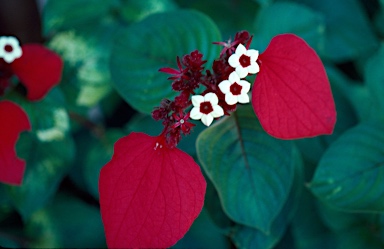 APII jpeg image of Mussaenda erythrophylla  © contact APII