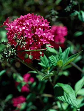 APII jpeg image of Pentas lanceolata  © contact APII