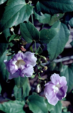 APII jpeg image of Thunbergia grandiflora  © contact APII