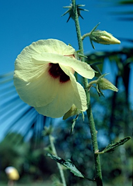 APII jpeg image of Hibiscus diversifolius  © contact APII