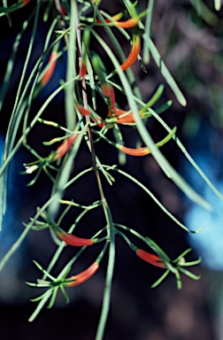 APII jpeg image of Lysiana exocarpi subsp. tenuis  © contact APII