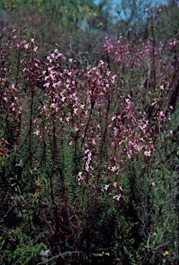 APII jpeg image of Stylidium laricifolium  © contact APII