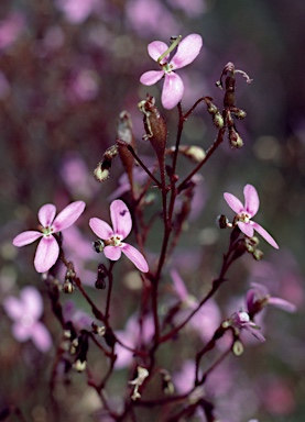 APII jpeg image of Stylidium laricifolium  © contact APII