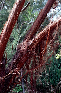 APII jpeg image of Acacia inophloia  © contact APII