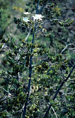 APII jpeg image of Drosera macrantha subsp. macrantha  © contact APII