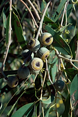 APII jpeg image of Eucalyptus todtiana  © contact APII