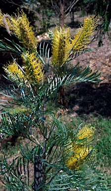 APII jpeg image of Grevillea 'Sandra Gordon'  © contact APII