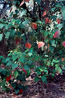 APII jpeg image of Homalanthus populifolius  © contact APII