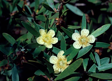 APII jpeg image of Neofabricia myrtifolia  © contact APII