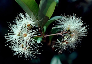 APII jpeg image of Syzygium oleosum  © contact APII