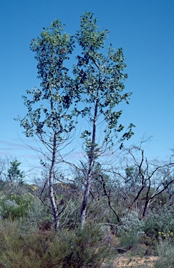 APII jpeg image of Codonocarpus cotinifolius  © contact APII