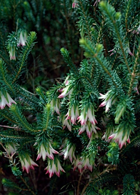 APII jpeg image of Darwinia meeboldii  © contact APII