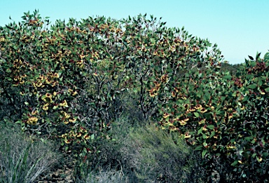 APII jpeg image of Eucalyptus grossa  © contact APII