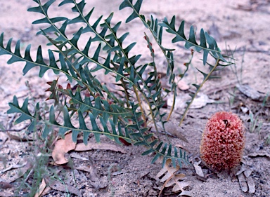 APII jpeg image of Banksia blechnifolia  © contact APII