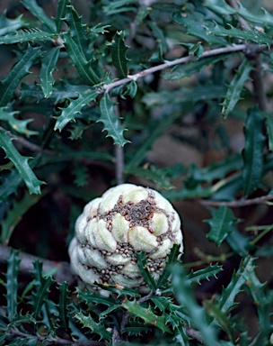 APII jpeg image of Banksia canei  © contact APII