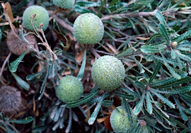 APII jpeg image of Banksia laevigata subsp. laevigata  © contact APII