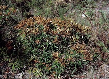 APII jpeg image of Banksia oblongifolia  © contact APII