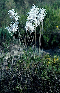 APII jpeg image of Conospermum incurvum subsp.  © contact APII