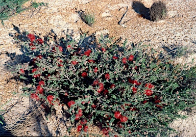 APII jpeg image of Beaufortia bracteosa  © contact APII