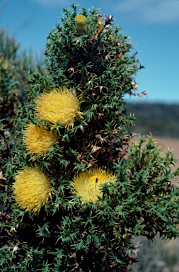 APII jpeg image of Banksia falcata  © contact APII