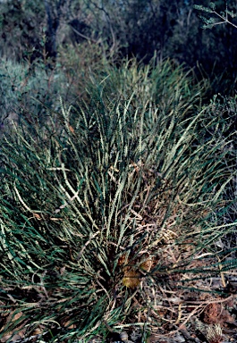 APII jpeg image of Banksia nivea subsp. nivea  © contact APII