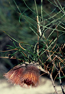 APII jpeg image of Banksia splendida  © contact APII