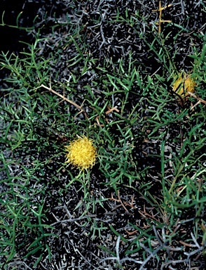 APII jpeg image of Banksia xylothemelia  © contact APII