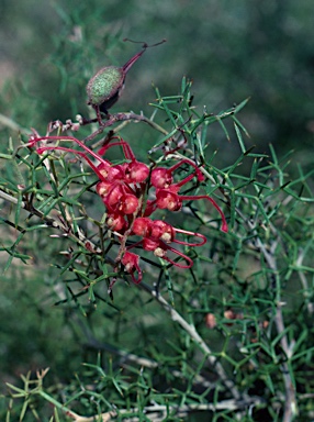 APII jpeg image of Grevillea asparagoides  © contact APII