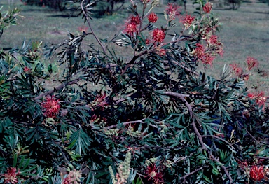 APII jpeg image of Grevillea banksii  © contact APII