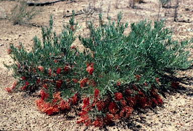 APII jpeg image of Grevillea beardiana  © contact APII