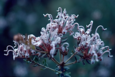 APII jpeg image of Grevillea buxifolia subsp. buxifolia  © contact APII