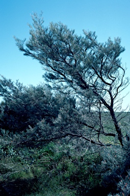 APII jpeg image of Grevillea cagiana  © contact APII