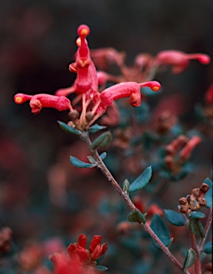 APII jpeg image of Grevillea depauperata  © contact APII