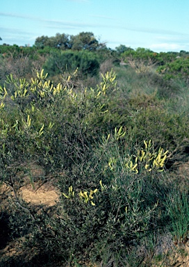 APII jpeg image of Grevillea didymobotrya subsp. didymobotrya  © contact APII