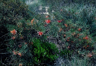 APII jpeg image of Grevillea dielsiana  © contact APII