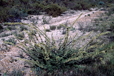 APII jpeg image of Grevillea erinacea  © contact APII