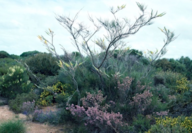 APII jpeg image of Grevillea eriostachya  © contact APII