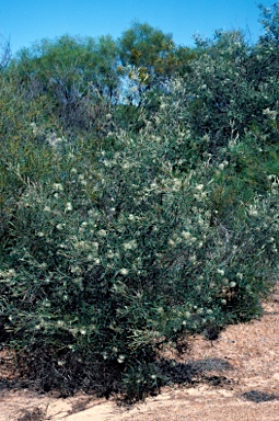 APII jpeg image of Grevillea commutata subsp. commutata  © contact APII