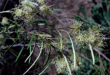 APII jpeg image of Grevillea commutata subsp. commutata  © contact APII