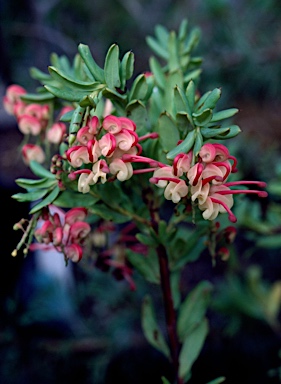 APII jpeg image of Grevillea iaspicula  © contact APII