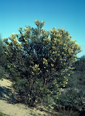 APII jpeg image of Grevillea integrifolia subsp.  © contact APII