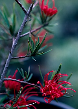 APII jpeg image of Grevillea molyneuxii  © contact APII