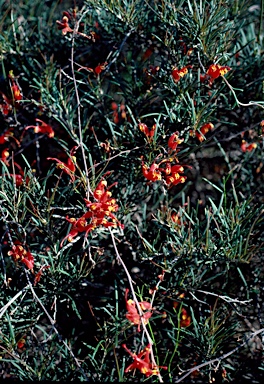 APII jpeg image of Grevillea nudiflora  © contact APII