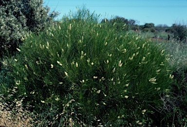 APII jpeg image of Grevillea obliquistigma subsp. obliquistigma  © contact APII