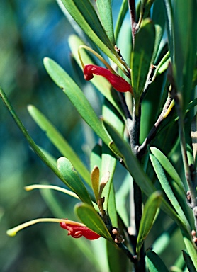 APII jpeg image of Grevillea oligantha  © contact APII