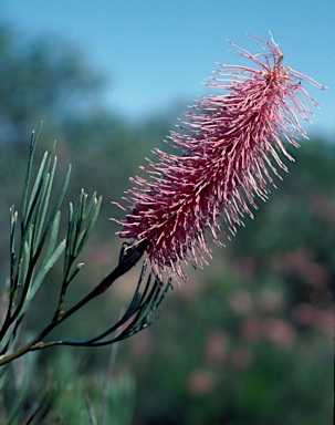 APII jpeg image of Grevillea petrophiloides subsp. petrophiloides  © contact APII