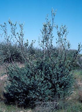 APII jpeg image of Grevillea polybotrya  © contact APII