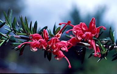 APII jpeg image of Grevillea 'Poorinda Rondeau'  © contact APII