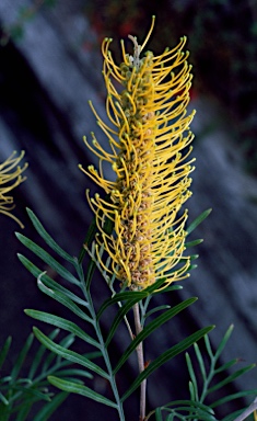 APII jpeg image of Grevillea 'Sandra Gordon'  © contact APII